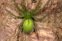 Micrommate de Ligurie. Une femelle (Araneae - Sparassidae - Micrommata ligurina)